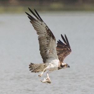 Osprey